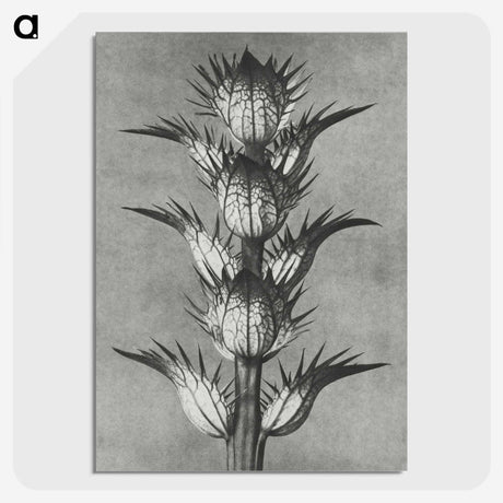 1-34_Karl-Blossfeldt_picture-crop