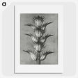 1-34_Karl-Blossfeldt_picture