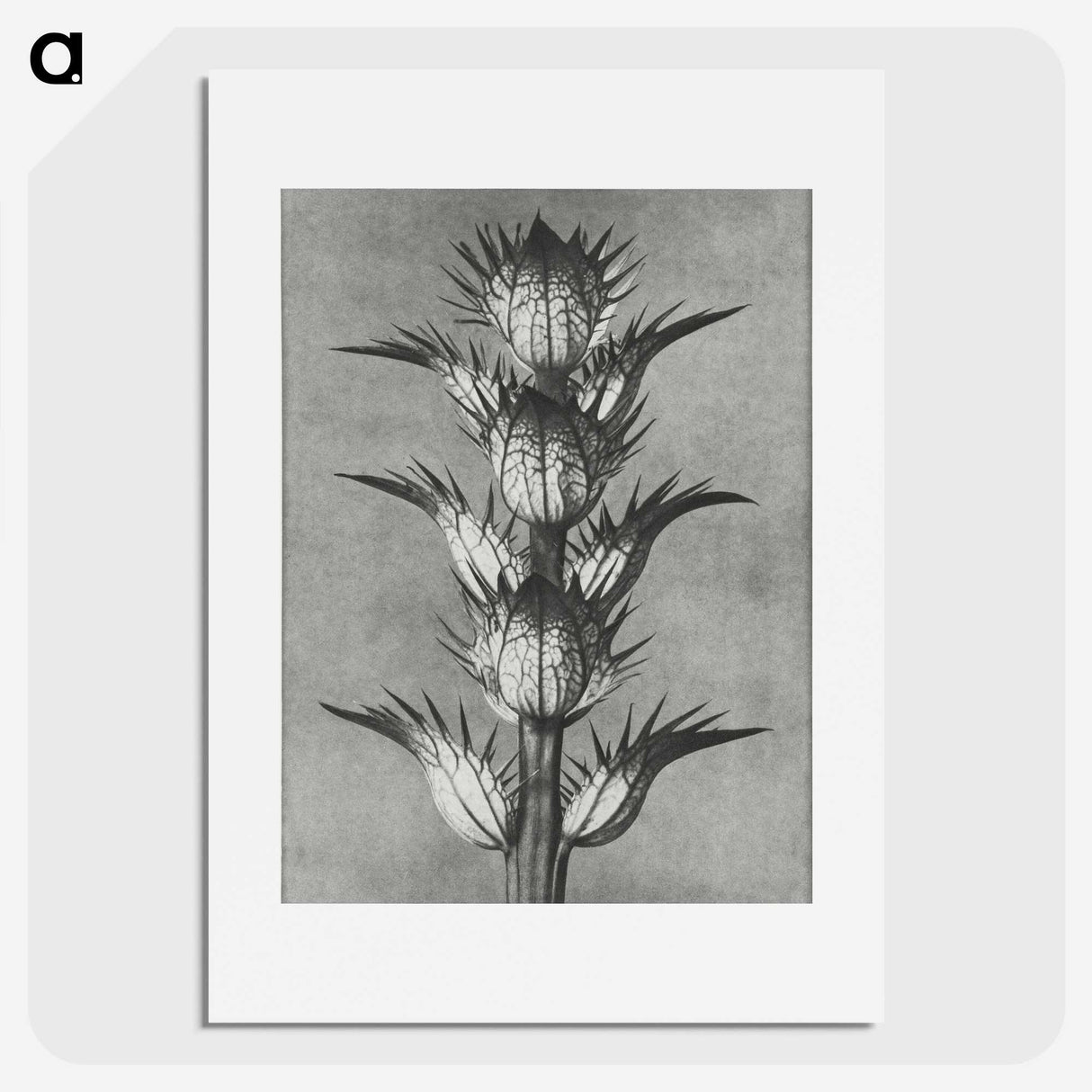 1-34_Karl-Blossfeldt_picture