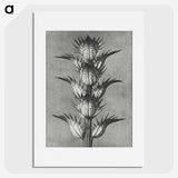 1-34_Karl-Blossfeldt_picture