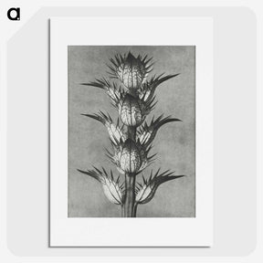 1-34_Karl-Blossfeldt_picture