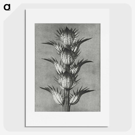 1-34_Karl-Blossfeldt_picture
