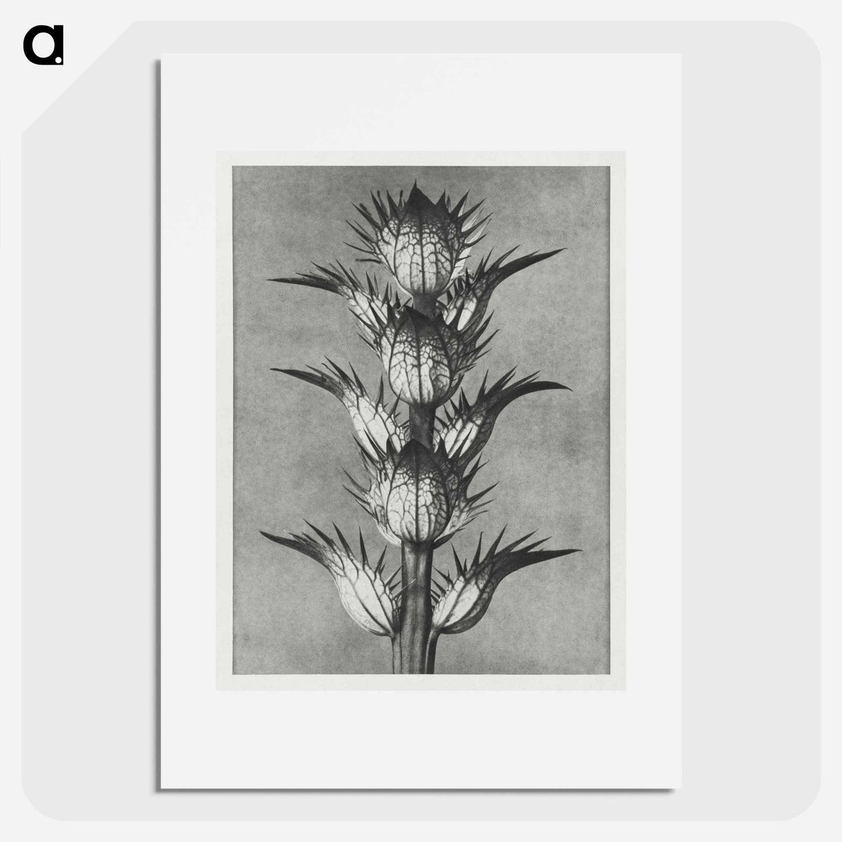 Acanthus mollis - Karl Blossfeldt Poster.