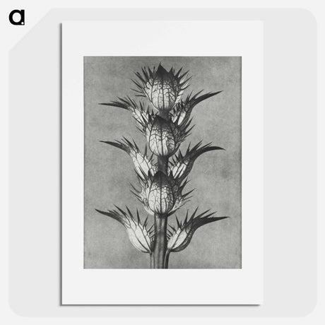 アートポスター-Acanthus mollis - カール ブロスフェルト Poster.