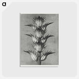アートポストカード-Acanthus mollis - カール ブロスフェルト Postcard.