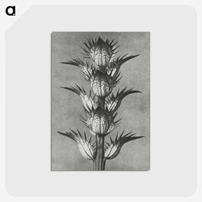 1-34_Karl-Blossfeldt_postcard