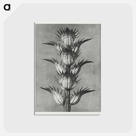 アートポストカード-Acanthus mollis - カール ブロスフェルト Postcard.