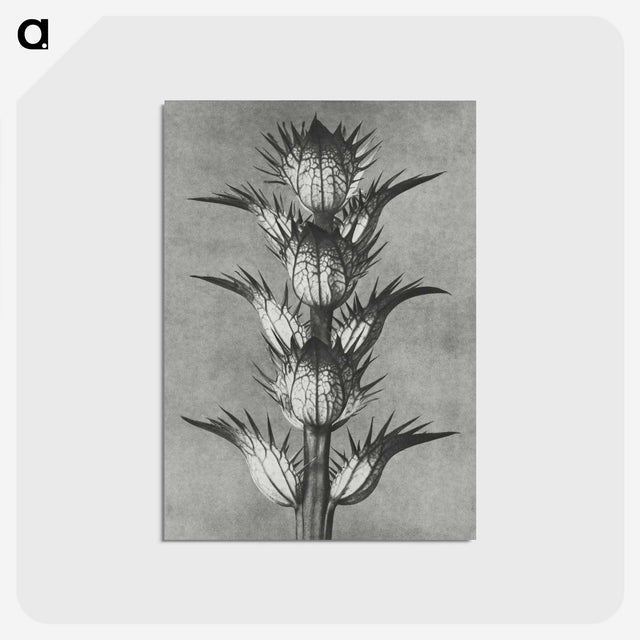 1-34_Karl-Blossfeldt_postcard