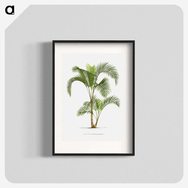 1-34_Les-Palmiers-Histoire-Iconographique_blk