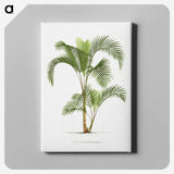 1-34_Les-Palmiers-Histoire-Iconographique_canvas
