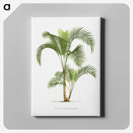 1-34_Les-Palmiers-Histoire-Iconographique_canvas