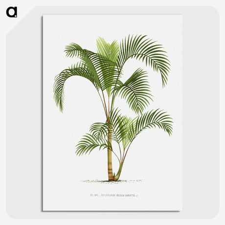 1-34_Les-Palmiers-Histoire-Iconographique_picture-crop
