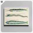アートパネル-Moluccan Fishes
 - ルイ ルナール Canvas.