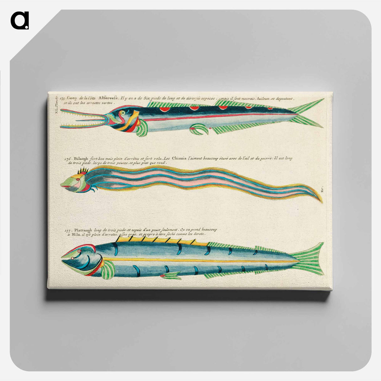 アートパネル-Moluccan Fishes
 - ルイ ルナール Canvas.