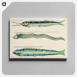 アートパネル-Moluccan Fishes
 - ルイ ルナール Canvas.