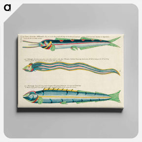 アートパネル-Moluccan Fishes
 - ルイ ルナール Canvas.
