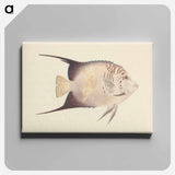 アートパネル-Unidentified Fish
 - ルイージ バルガーニ Canvas.