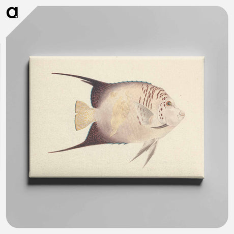 アートパネル-Unidentified Fish
 - ルイージ バルガーニ Canvas.