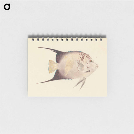 アートメモ帳-Unidentified Fish
 - ルイージ バルガーニ Memo.