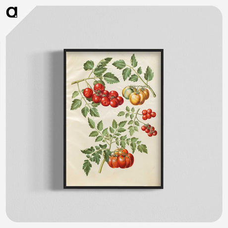 1-34_Maria-Sibylla-Merian_blk-crop