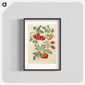 アートポスター-Solanum lycopersicum L. (common tomato)
 - マリア ジビーラ メーリアン Poster.