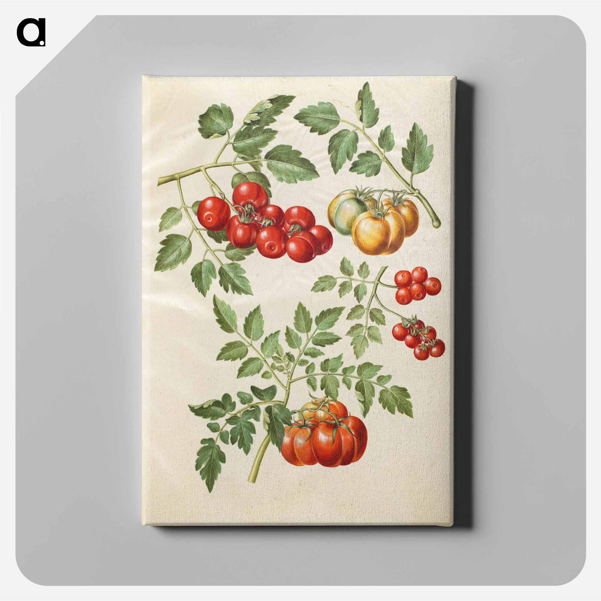 アートパネル-Solanum lycopersicum L. (common tomato)
 - マリア ジビーラ メーリアン Canvas.