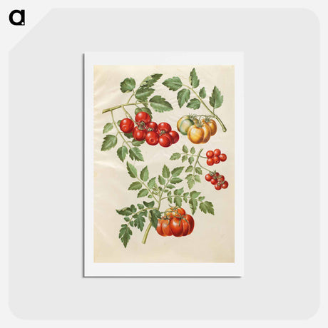 アートポストカード-Solanum lycopersicum L. (common tomato)
 - マリア ジビーラ メーリアン Postcard.