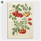 1-34_Maria-Sibylla-Merian_picture-crop