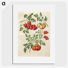 1-34_Maria-Sibylla-Merian_picture