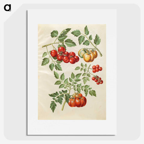 1-34_Maria-Sibylla-Merian_picture