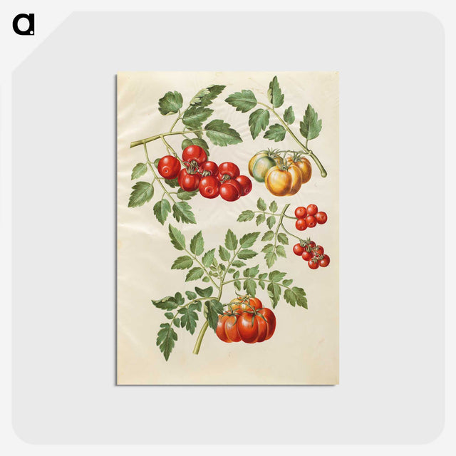 1-34_Maria-Sibylla-Merian_postcard