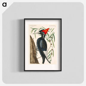 アートポスター-Ivory-billed Woodpecker
 - マーク ケイツビー Poster.