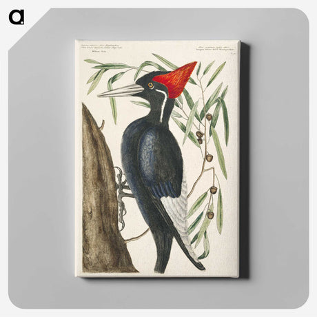 1-34_Mark-Catesby_canvas