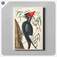 アートパネル-Ivory-billed Woodpecker
 - マーク ケイツビー Canvas.