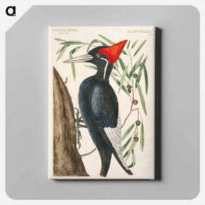 アートパネル-Ivory-billed Woodpecker
 - マーク ケイツビー Canvas.