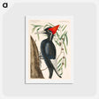 アートポストカード-Ivory-billed Woodpecker
 - マーク ケイツビー Postcard.