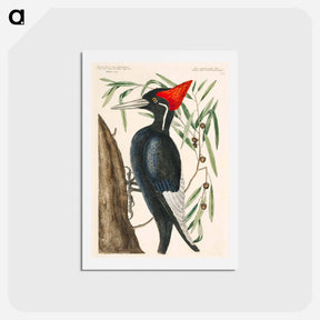 アートポストカード-Ivory-billed Woodpecker
 - マーク ケイツビー Postcard.