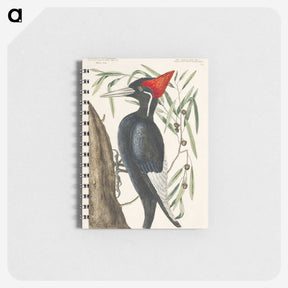 1-34_Mark-Catesby_memo