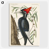 1-34_Mark-Catesby_picture-crop