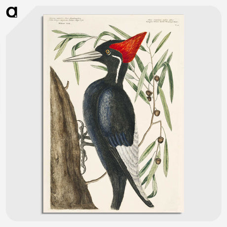 1-34_Mark-Catesby_picture-crop