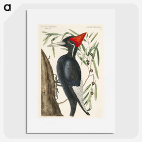1-34_Mark-Catesby_picture