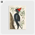 1-34_Mark-Catesby_postcard