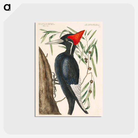 アートポストカード-Ivory-billed Woodpecker
 - マーク ケイツビー Postcard.