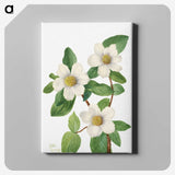 1-34_Mary-Vaux-Walcott_canvas