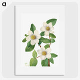 1-34_Mary-Vaux-Walcott_picture