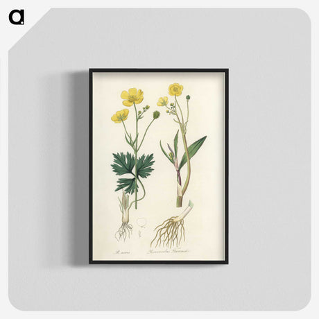1-34_Medical-Botany_blk-crop