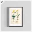 アートポスター-Lesser Spearwort Illustration
 - 薬用植物学 Poster.