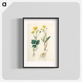 アートポスター-Lesser Spearwort Illustration
 - 薬用植物学 Poster.