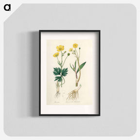 アートポスター-Lesser Spearwort Illustration
 - 薬用植物学 Poster.