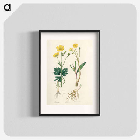 アートポスター-Lesser Spearwort Illustration
 - 薬用植物学 Poster.